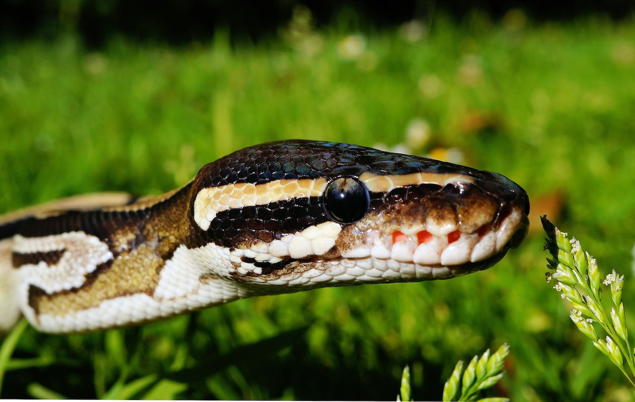 Cum se hrănesc șerpii: dietă, pradă și metode de vânătoare
