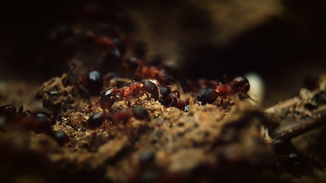 O lume mică sub observația ta: crează-ți propriul ecosistem cu furnici într-un acvariu